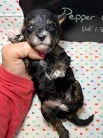 Pepper, a male Cavapoo for sale in Kandiyohi, MN – 5 of 5