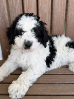 Cooper, a male Bernedoodle and Miniature Bernedoodle for sale in Kandiyohi, MN – 3 of 7