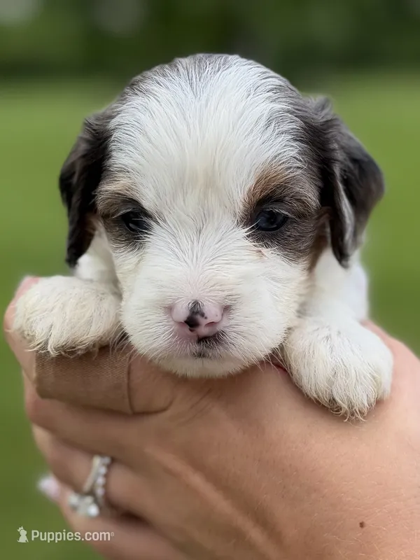 Phoebe-Blue eyes – Cavapoo puppy for sale in Kandiyohi, MN