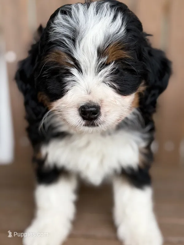 Olive – Bernedoodle, Miniature Bernedoodle puppy for sale in Kandiyohi, MN