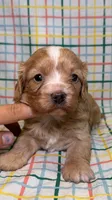 Francesca, a female Cavapoo for sale in Kandiyohi, MN – 1 of 5