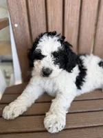 Cooper, a male Bernedoodle and Miniature Bernedoodle for sale in Kandiyohi, MN – 2 of 7