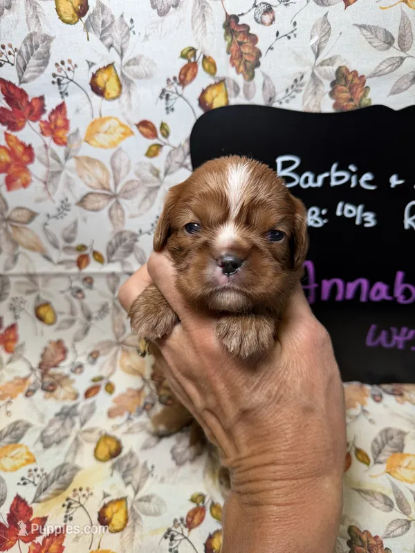 Annabelle – Cavalier King Charles Spaniel puppy for sale in Kandiyohi, MN