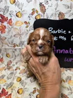 Annabelle, a female Cavalier King Charles Spaniel for sale in Kandiyohi, MN – 1 of 5