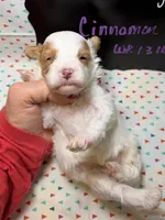 Cinnamon, a female Cavapoo for sale in Kandiyohi, MN – 5 of 5