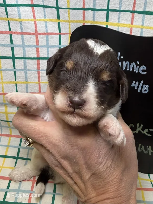 Rocket – Bernedoodle, Miniature Bernedoodle puppy for sale in Kandiyohi, MN