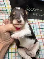 Rocket, a male Bernedoodle and Miniature Bernedoodle for sale in Kandiyohi, MN – Photo 4 of 5