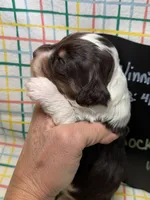 Rocket, a male Bernedoodle and Miniature Bernedoodle for sale in Kandiyohi, MN – Photo 2 of 5