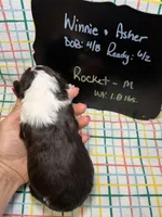 Rocket, a male Bernedoodle and Miniature Bernedoodle for sale in Kandiyohi, MN – Photo 5 of 5