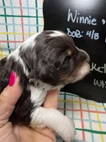 Rocket, a male Bernedoodle and Miniature Bernedoodle for sale in Kandiyohi, MN – Photo 3 of 5