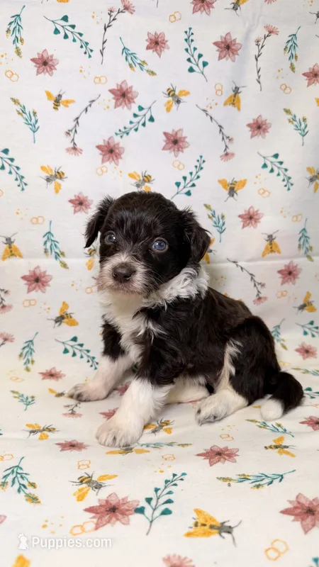 M&M – Bordoodle puppy for sale in Kandiyohi, MN