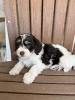 Nala, a female Bernedoodle and Miniature Bernedoodle for sale in Kandiyohi, MN – 6 of 8