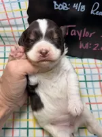 Taylor, a female Bernedoodle and Miniature Bernedoodle for sale in Kandiyohi, MN – Photo 4 of 5