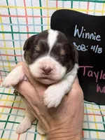 Taylor, a female Bernedoodle and Miniature Bernedoodle for sale in Kandiyohi, MN – Photo 1 of 5