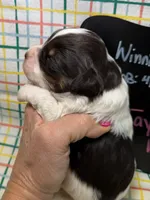 Taylor, a female Bernedoodle and Miniature Bernedoodle for sale in Kandiyohi, MN – Photo 2 of 5