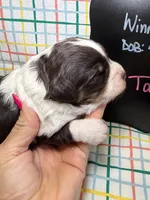 Taylor, a female Bernedoodle and Miniature Bernedoodle for sale in Kandiyohi, MN – Photo 3 of 5