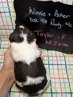 Taylor, a female Bernedoodle and Miniature Bernedoodle for sale in Kandiyohi, MN – Photo 5 of 5