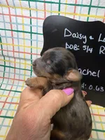 Rachel, a female Cavapoo for sale in Kandiyohi, MN – 2 of 5