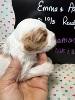 Cinnamon, a female Cavapoo for sale in Kandiyohi, MN – 2 of 5