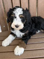 Max, a male Bernedoodle and Miniature Bernedoodle for sale in Kandiyohi, MN – 5 of 5