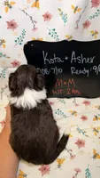 M&M, a male Bordoodle for sale in Kandiyohi, MN – 3 of 3