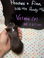 Velma, a female Aussiedoodle and Miniature Aussiedoodle for sale in Kandiyohi, MN – 4 of 5
