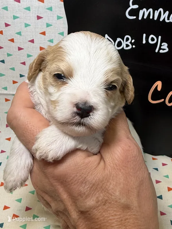 Cocoa – Cavapoo puppy for sale in Kandiyohi, MN