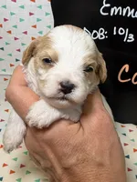 Cocoa, a female Cavapoo for sale in Kandiyohi, MN – 1 of 5