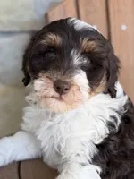 Rocket, a male Bernedoodle and Miniature Bernedoodle for sale in Kandiyohi, MN – 4 of 8