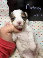 Nutmeg, a female Cavapoo for sale in Kandiyohi, MN – 5 of 5