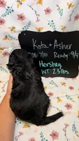 Hershey, a male Bordoodle for sale in Kandiyohi, MN – 3 of 3