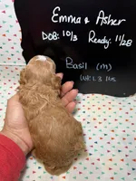Basil, a male Cavapoo for sale in Kandiyohi, MN – 4 of 5