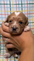 Eloise, a female Cavapoo for sale in Kandiyohi, MN – 2 of 4