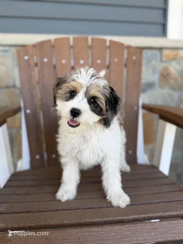 Molly – Bernedoodle, Miniature Bernedoodle puppy for sale in Kandiyohi, MN
