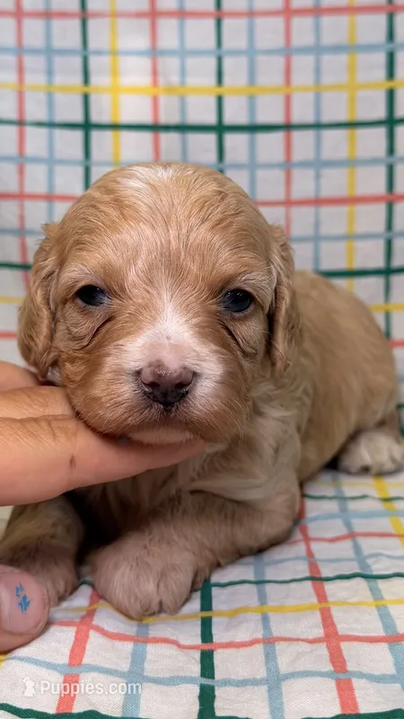 Violet – Cavapoo puppy for sale in Kandiyohi, MN