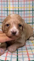 Violet, a female Cavapoo for sale in Kandiyohi, MN – 1 of 4