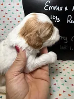 Curry, a male Cavapoo for sale in Kandiyohi, MN – 2 of 5