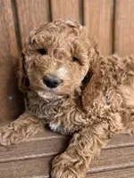 Brooklyn-Moyen, a female Poodle - Miniature  for sale in Kandiyohi, MN – 2 of 7