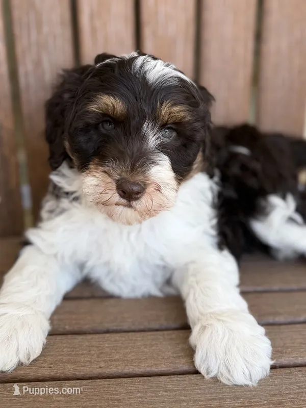 Rocket – Bernedoodle, Miniature Bernedoodle puppy for sale in Kandiyohi, MN