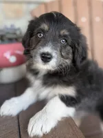 Skittles, a female Bordoodle for sale in Kandiyohi, MN – 2 of 4