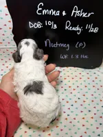 Nutmeg, a female Cavapoo for sale in Kandiyohi, MN – 4 of 5