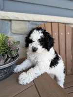 Cooper, a male Bernedoodle and Miniature Bernedoodle for sale in Kandiyohi, MN – 6 of 7