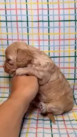 Violet, a female Cavapoo for sale in Kandiyohi, MN – 3 of 4