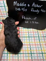 Peach, a female Bernedoodle and Miniature Bernedoodle for sale in Kandiyohi, MN – Photo 4 of 5