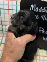 Peach, a female Bernedoodle and Miniature Bernedoodle for sale in Kandiyohi, MN – Photo 2 of 5