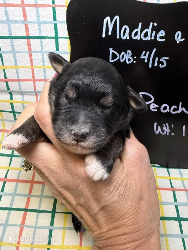 Peach – Bernedoodle, Miniature Bernedoodle puppy for sale in Kandiyohi, MN
