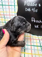 Peach, a female Bernedoodle and Miniature Bernedoodle for sale in Kandiyohi, MN – Photo 3 of 5