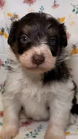 Reeses, a male Bordoodle for sale in Kandiyohi, MN – 2 of 4