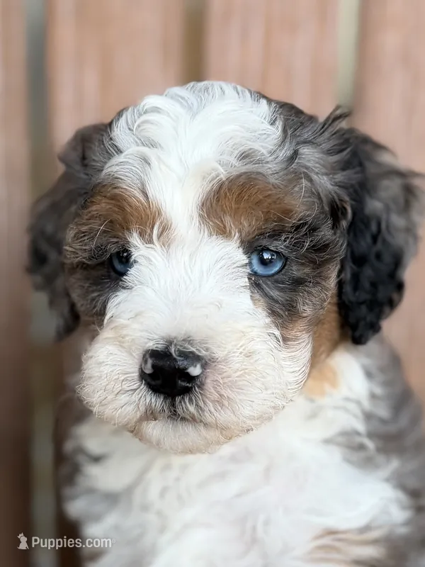 Buddy – Bernedoodle, Miniature Bernedoodle puppy for sale in Kandiyohi, MN