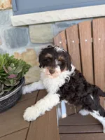 Rocket, a male Bernedoodle and Miniature Bernedoodle for sale in Kandiyohi, MN – 6 of 8
